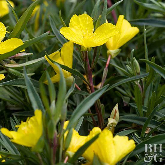 Low-Maintenance Perennials of the Pacific Northwest | Better Homes ...