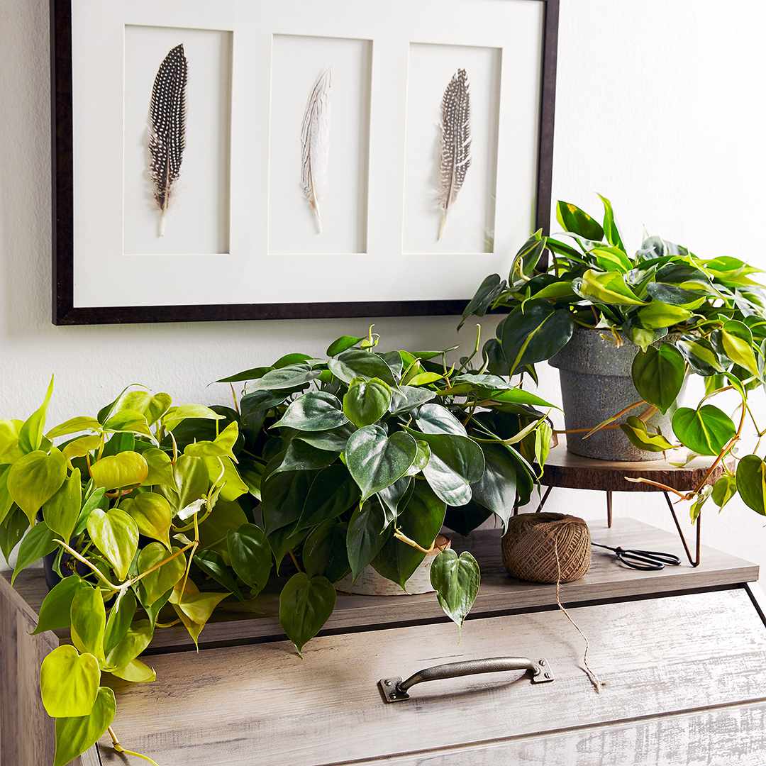 Indoor Plants for Low Light Better Homes & Gardens