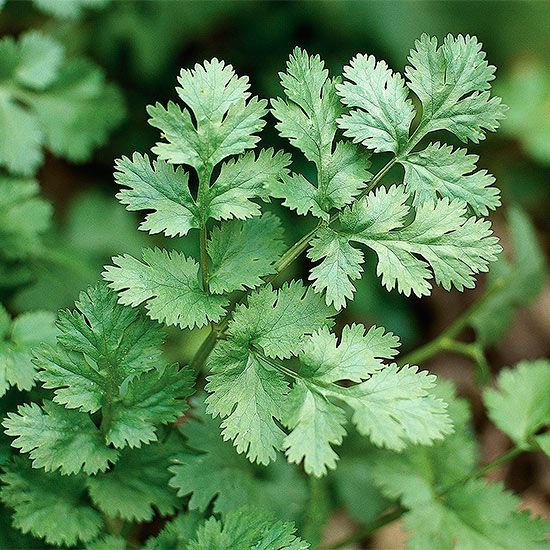 Growing Cilantro For The Freshest Flavor Better Homes Gardens,Online Data Entry Jobs From Home