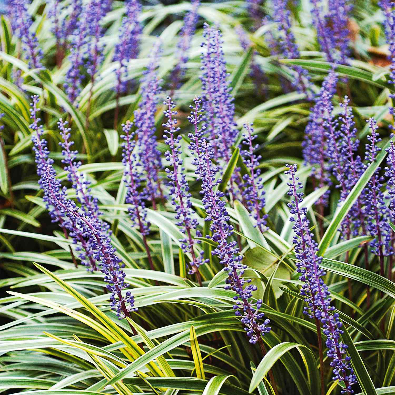 our 18 favorite perennials that thrive in shady gardens