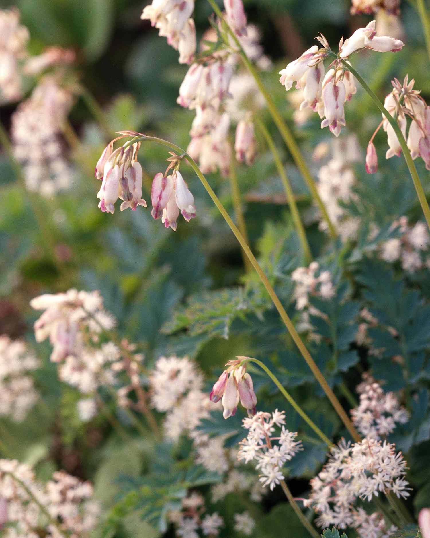 our 18 favorite perennials that thrive in shady gardens