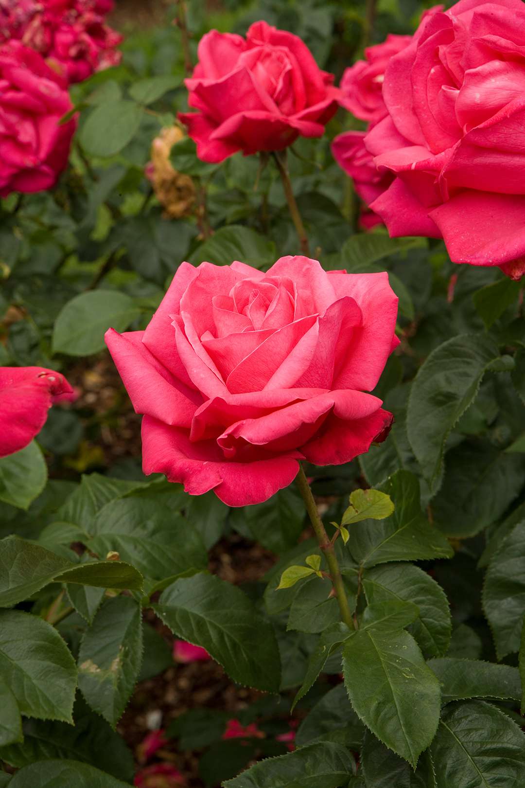 tips for pruning roses | better homes & gardens