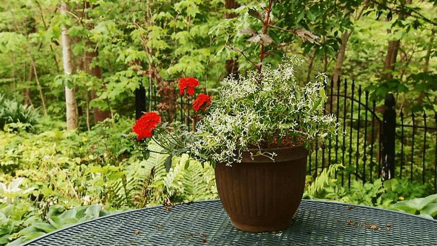 Container Gardening Tips Better Homes Gardens