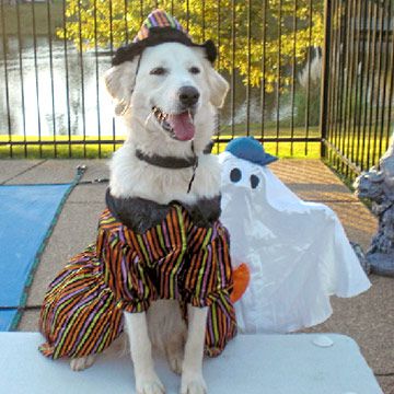 Your Best Photos: Dogs in Halloween Costumes | Better Homes & Gardens