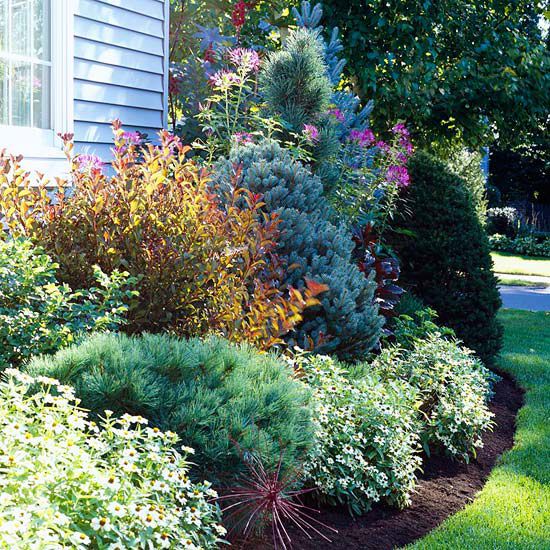 Use Evergreens to Make an Impact in Your Landscape 