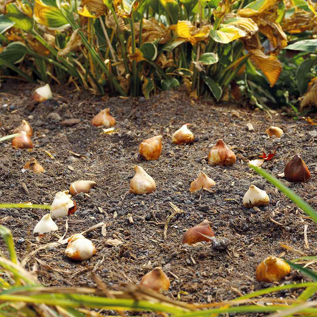 14 no-fail tips for planting your favorite bulbs
