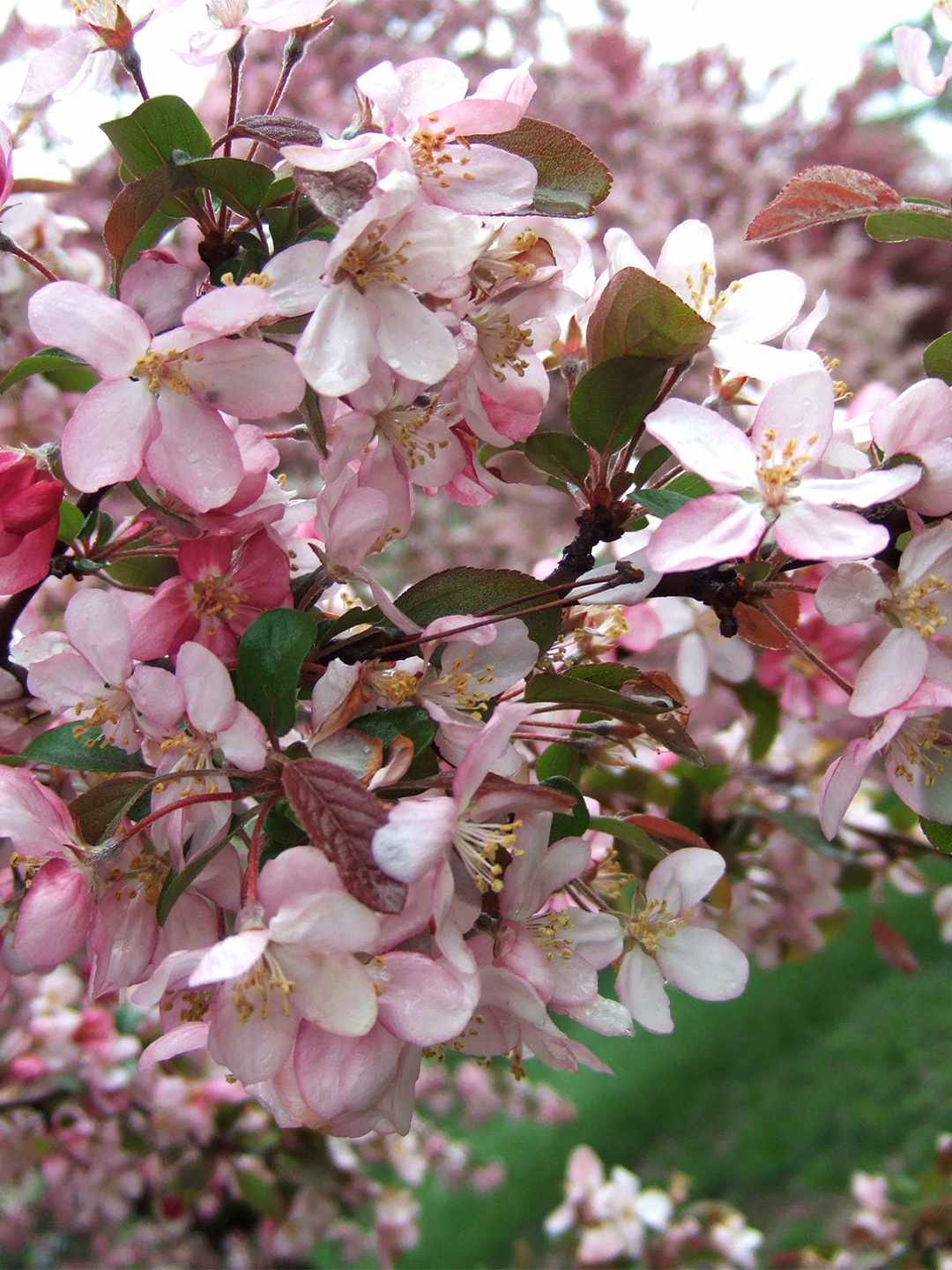 crabapple robinson crabapples trees yard blooms pink shrubs