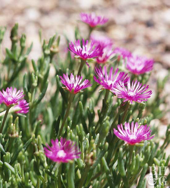 Hardy Ice Plant Better Homes Gardens