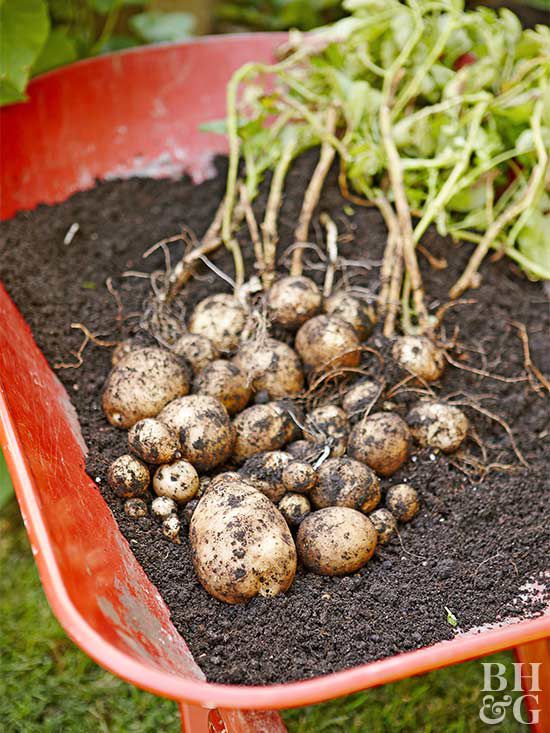 What You Need to Know About Growing Potatoes | Better ...