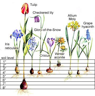 Flower Bulb Size Chart