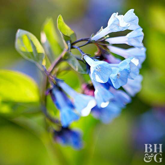 Virginia Bluebells Better Homes Gardens