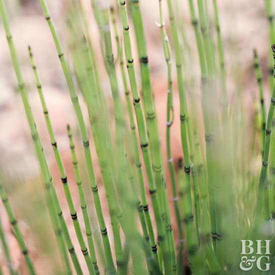 How deep to plant horsetail in water garden