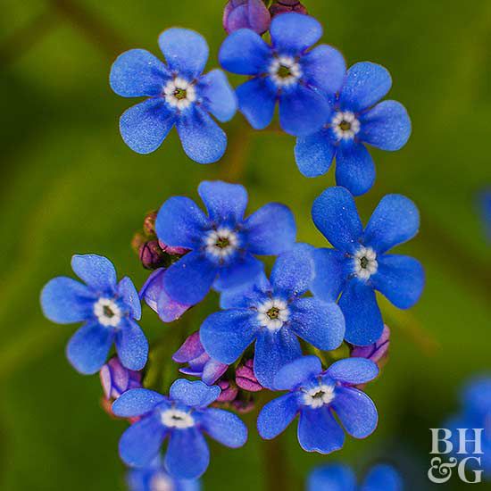 1000 Pcs Blue Bugloss Seeds Garden Yard Spring Flower Seeds O4W5