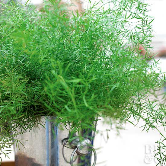 Asparagus Fern  Better Homes Gardens