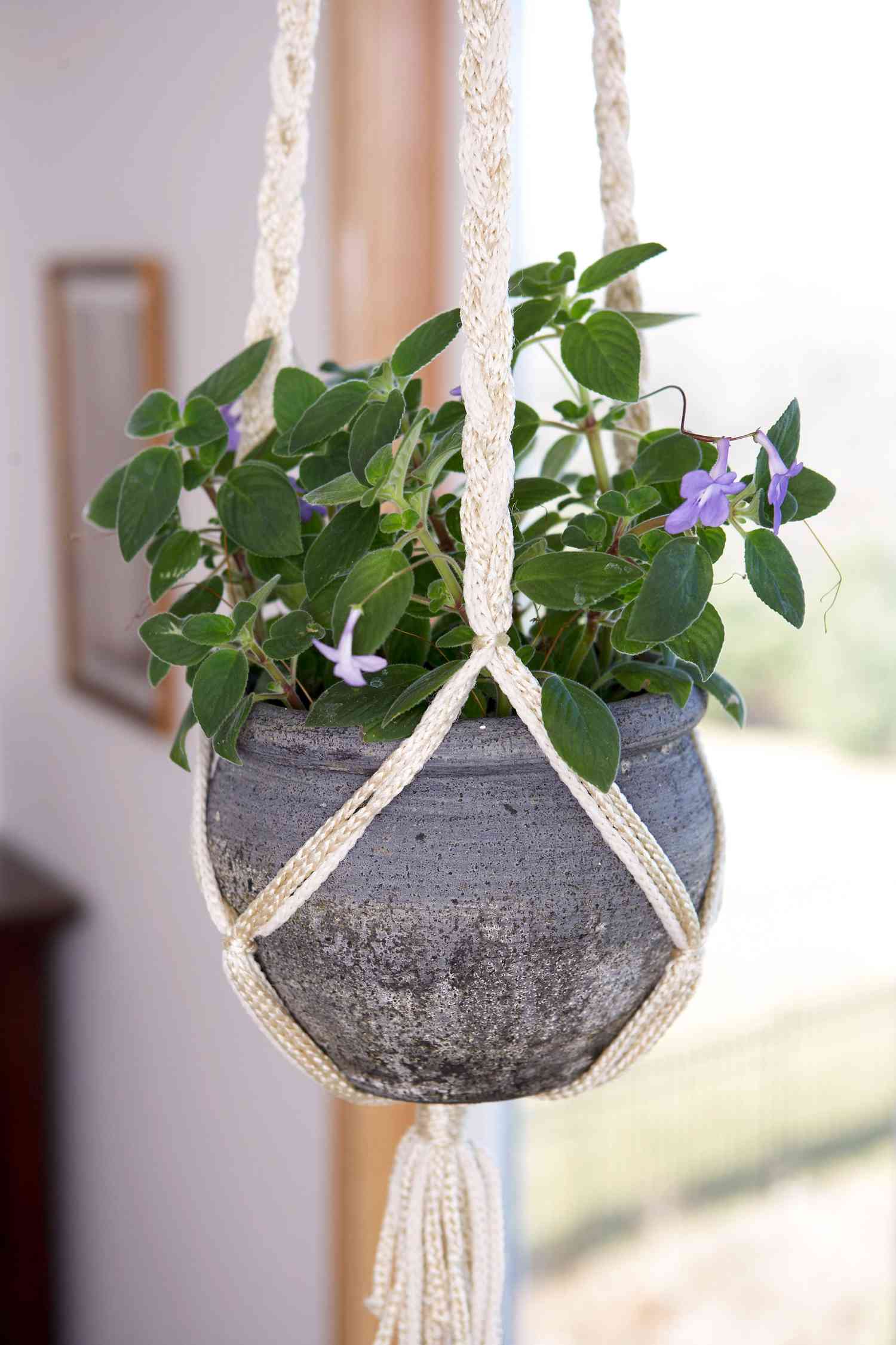 24 flowering plants that can grow indoors