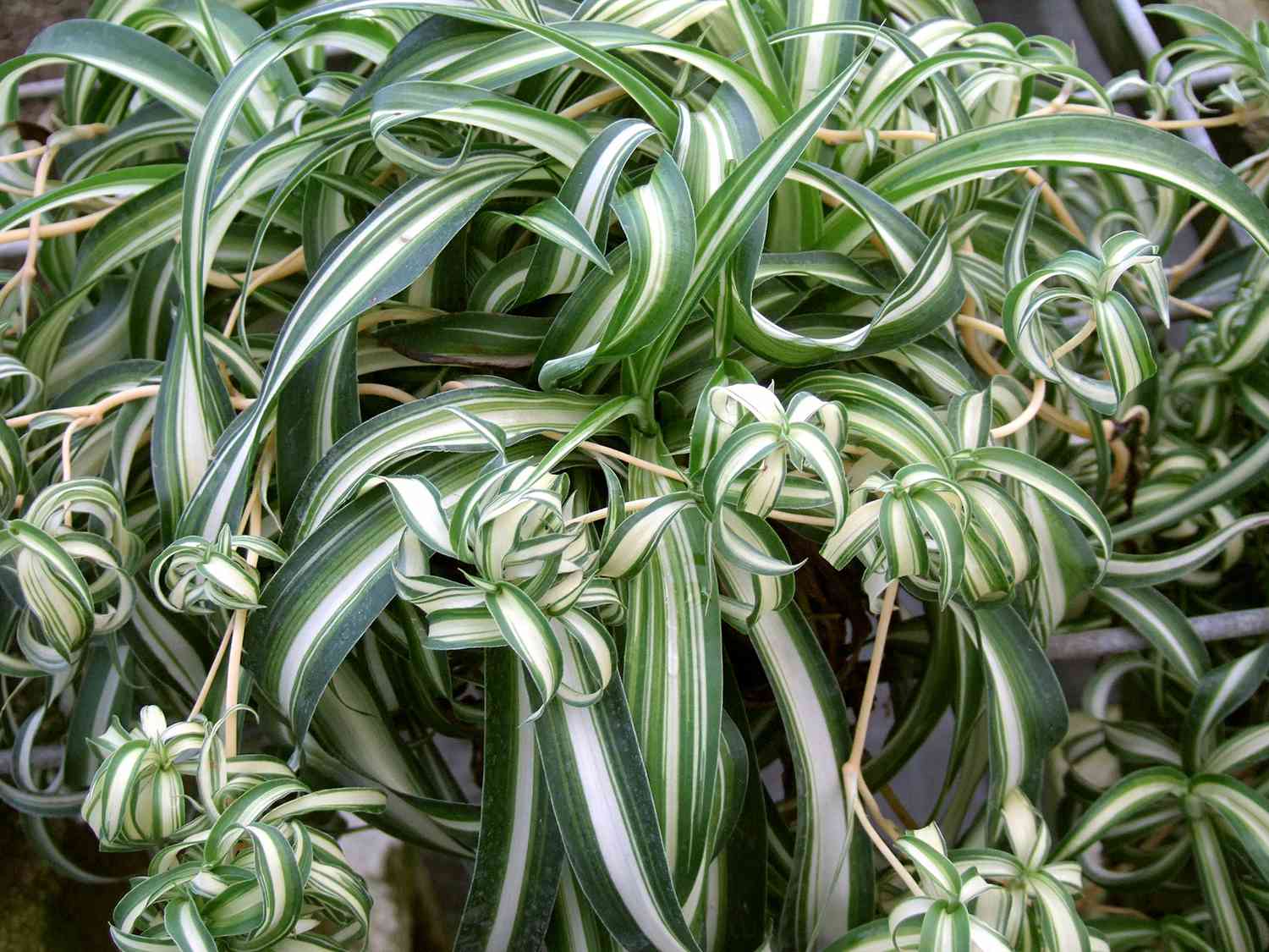 15 PetFriendly Houseplants That Add Green Without the Worry Better