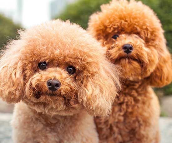 toy poodle care