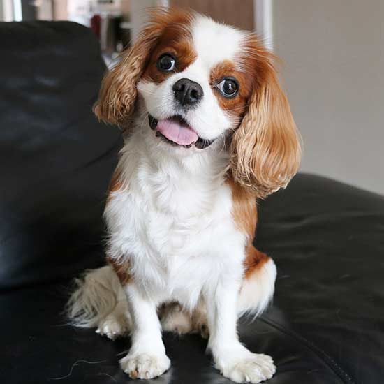 Dog Care Facts Every Cavalier King, Best Bed For Cavalier King Charles Spaniel