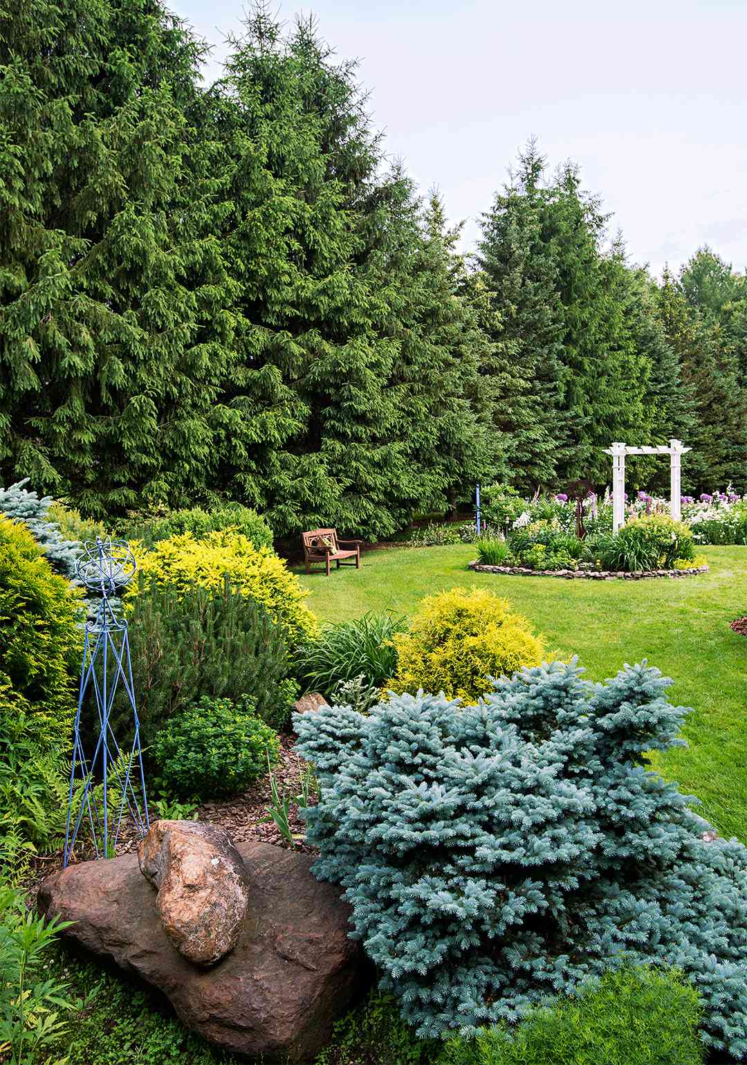 10 Outstanding Evergreen Trees for Privacy | Better Homes ...