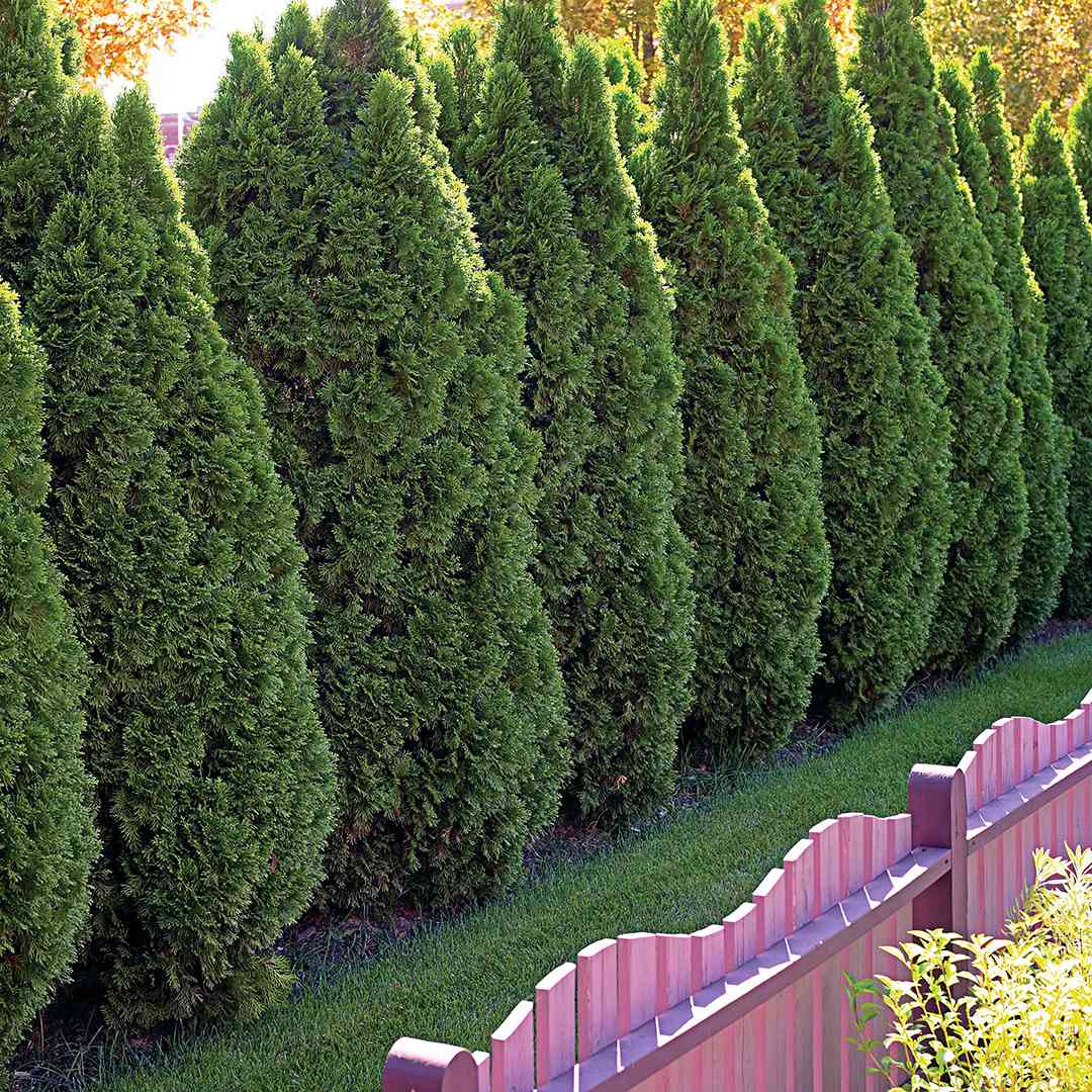 Removing evergreen bushes, 2149 Everett MA