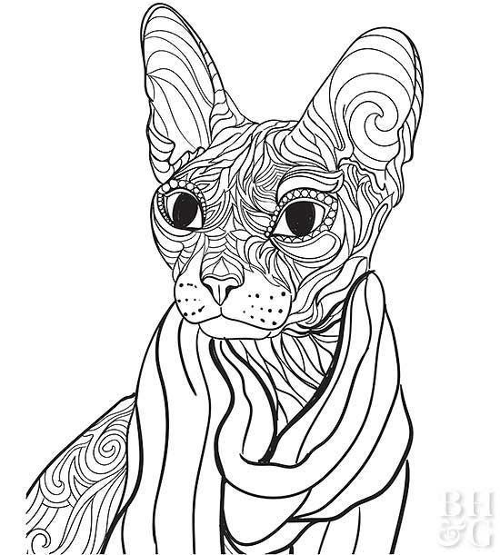 24 free pet coloring pages  better homes  gardens