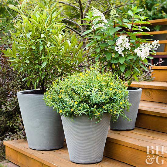 Best Shrubs For Containers Better Homes Gardens - Best Plants For Patio Pots In Full Sun