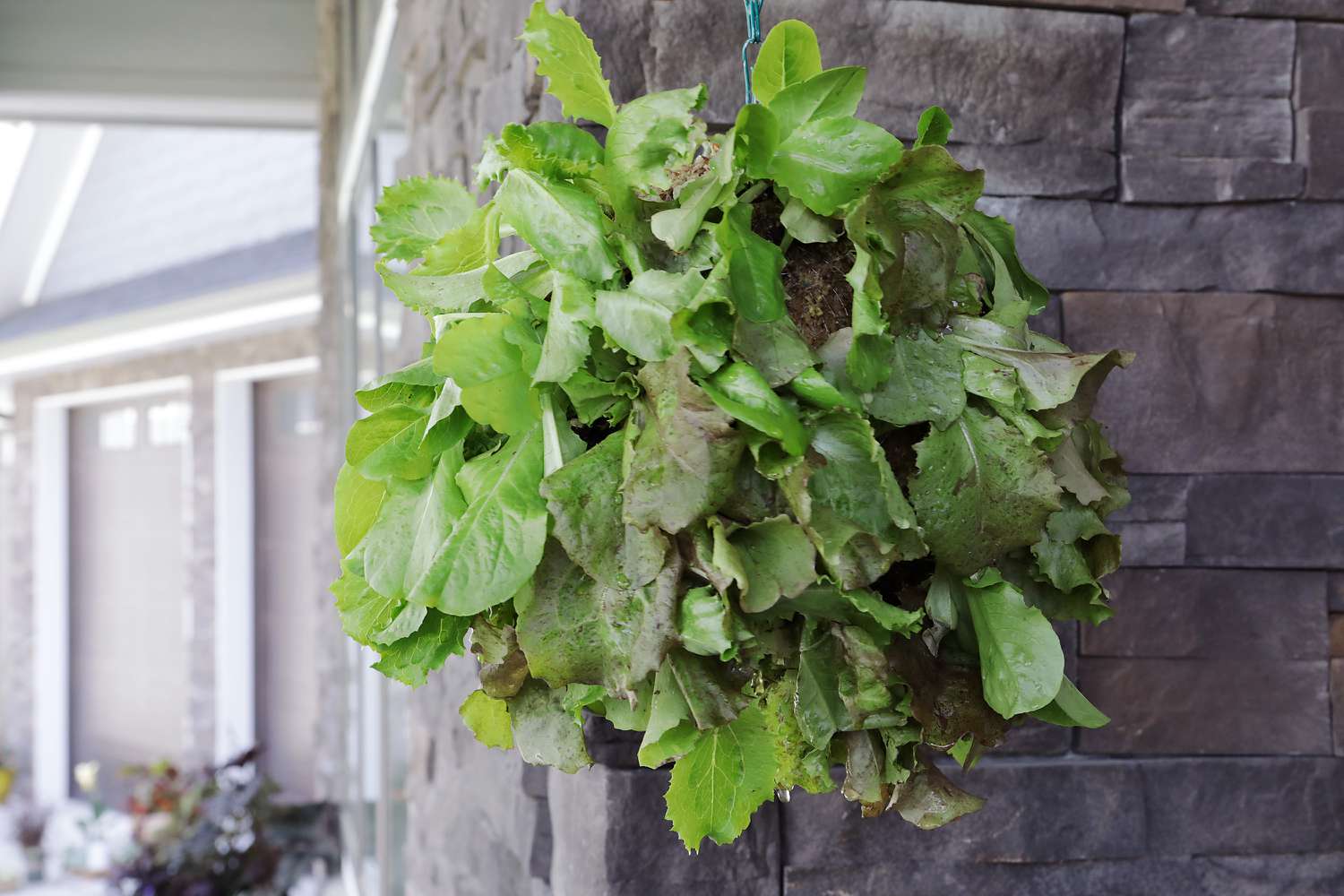 Tips For The Best Healthy Hanging Lettuce