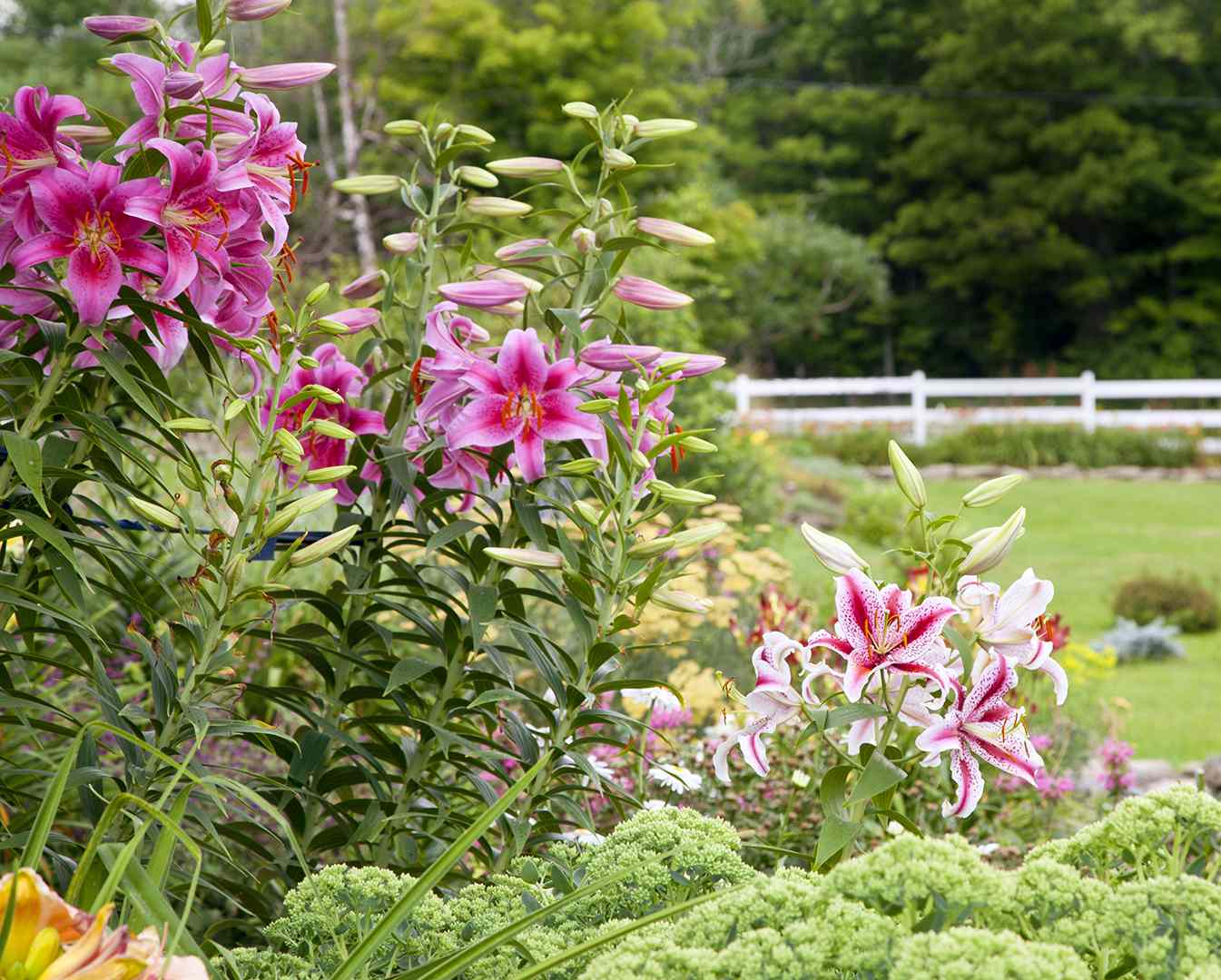 statuesque asiatic lilies in garden bed 4ddade75