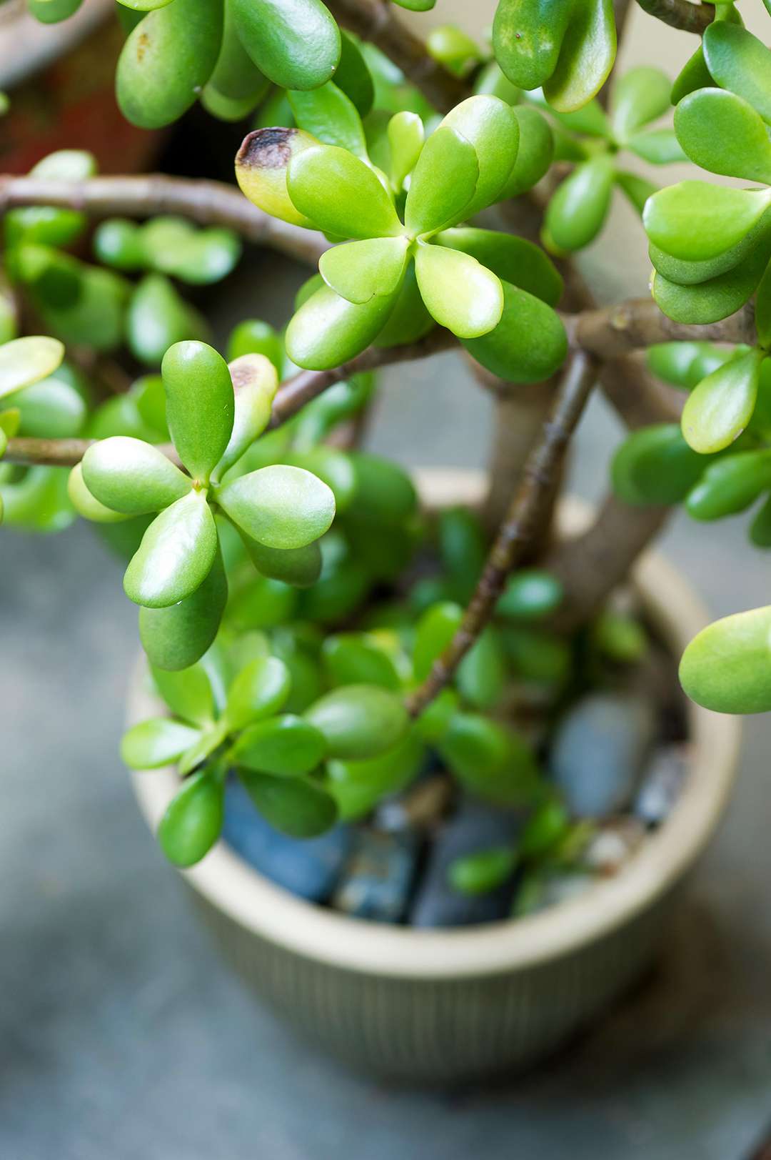 The 10 Best Succulents to Grow Indoors | Better Homes & Gardens