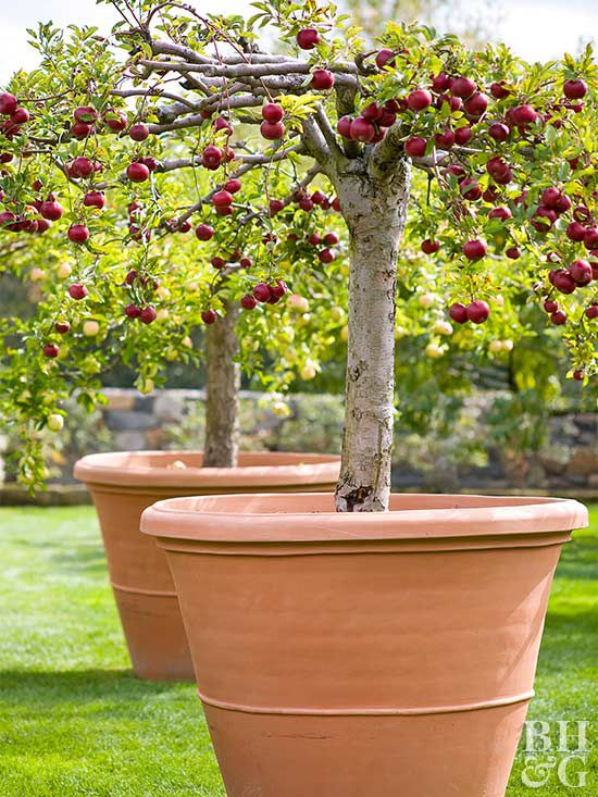  Pot  a Fruit Tree  Better Homes Gardens