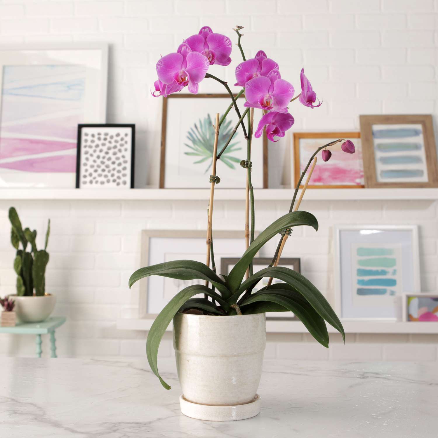 Sådan plejer du orkidéplanter om vinteren