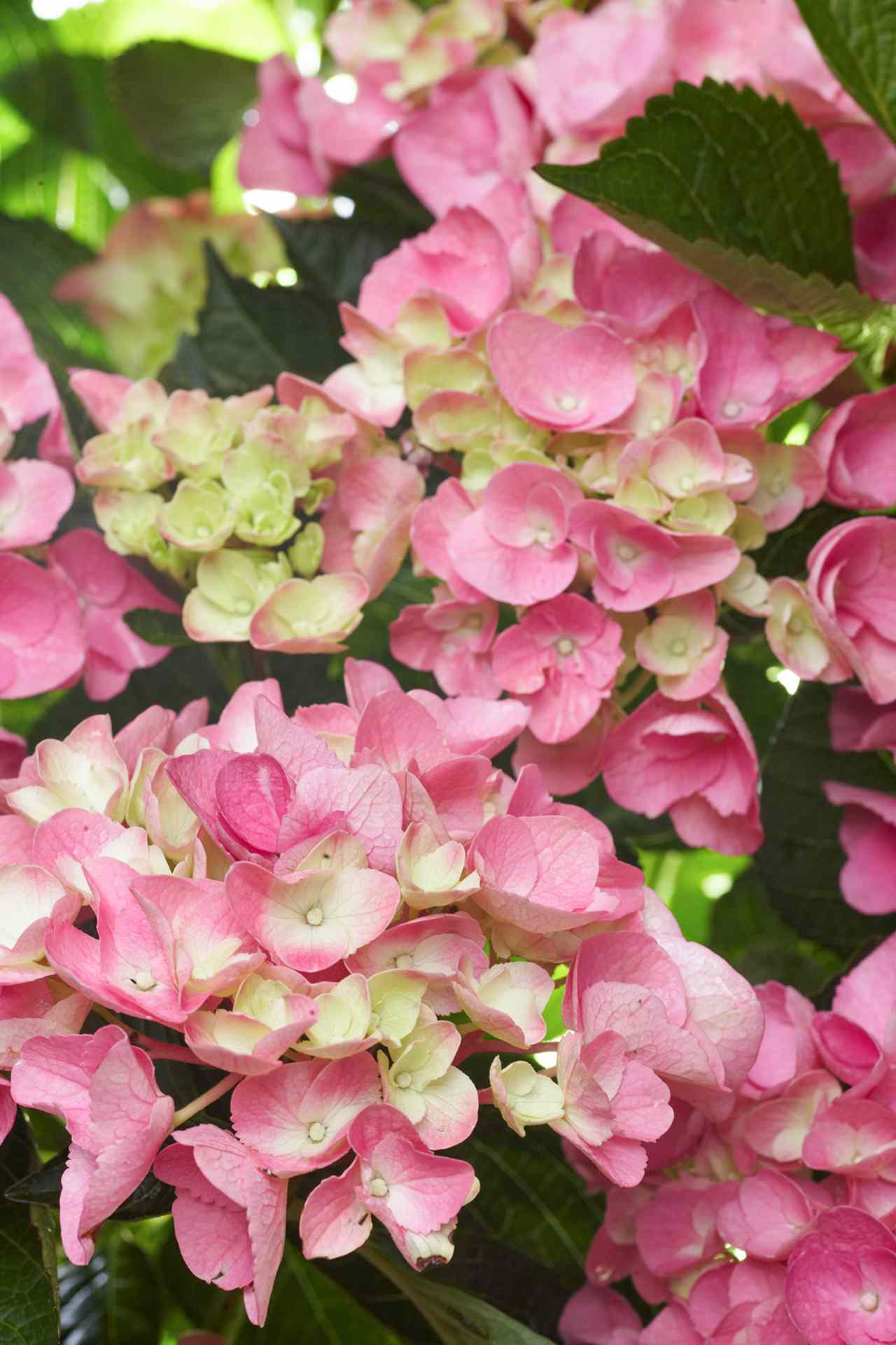 Choose the Best Hydrangeas for Your Garden | Better Homes ...