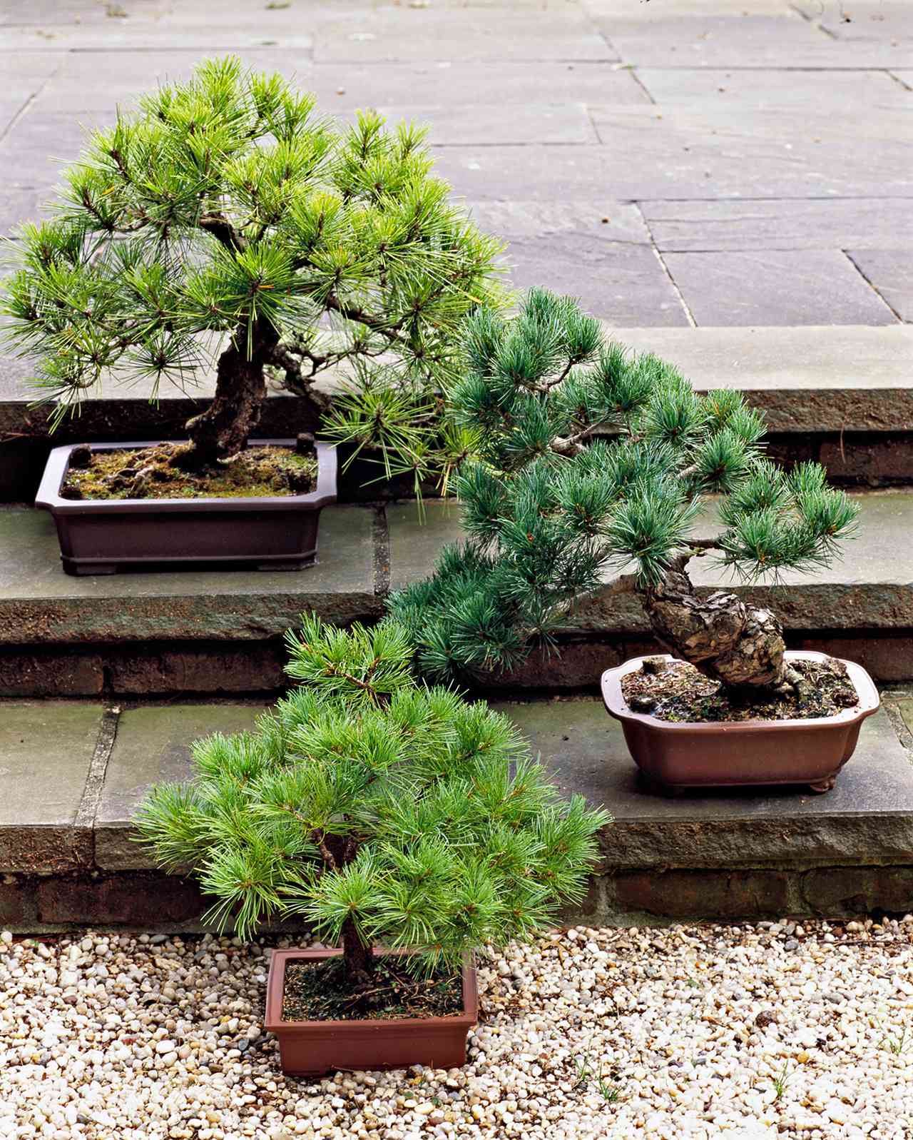 Cành của cây Bonsai lá kim (Conifers) đã cắt cần xử lý tiếp theo ra sao?