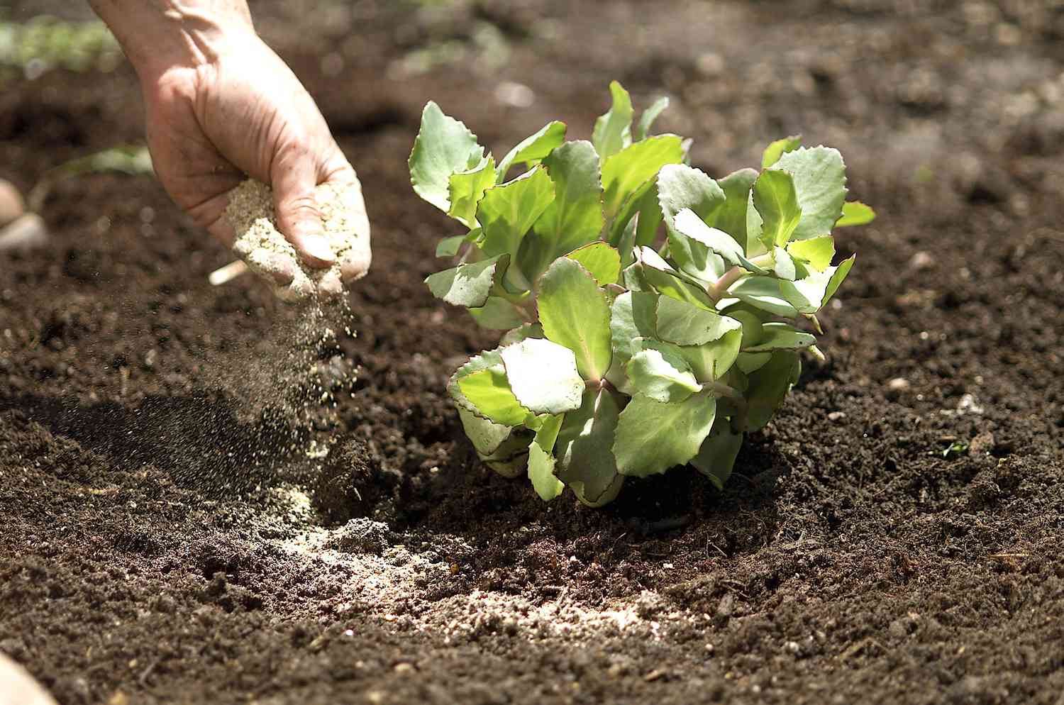Organic Lawn Fertilizer | Better Homes