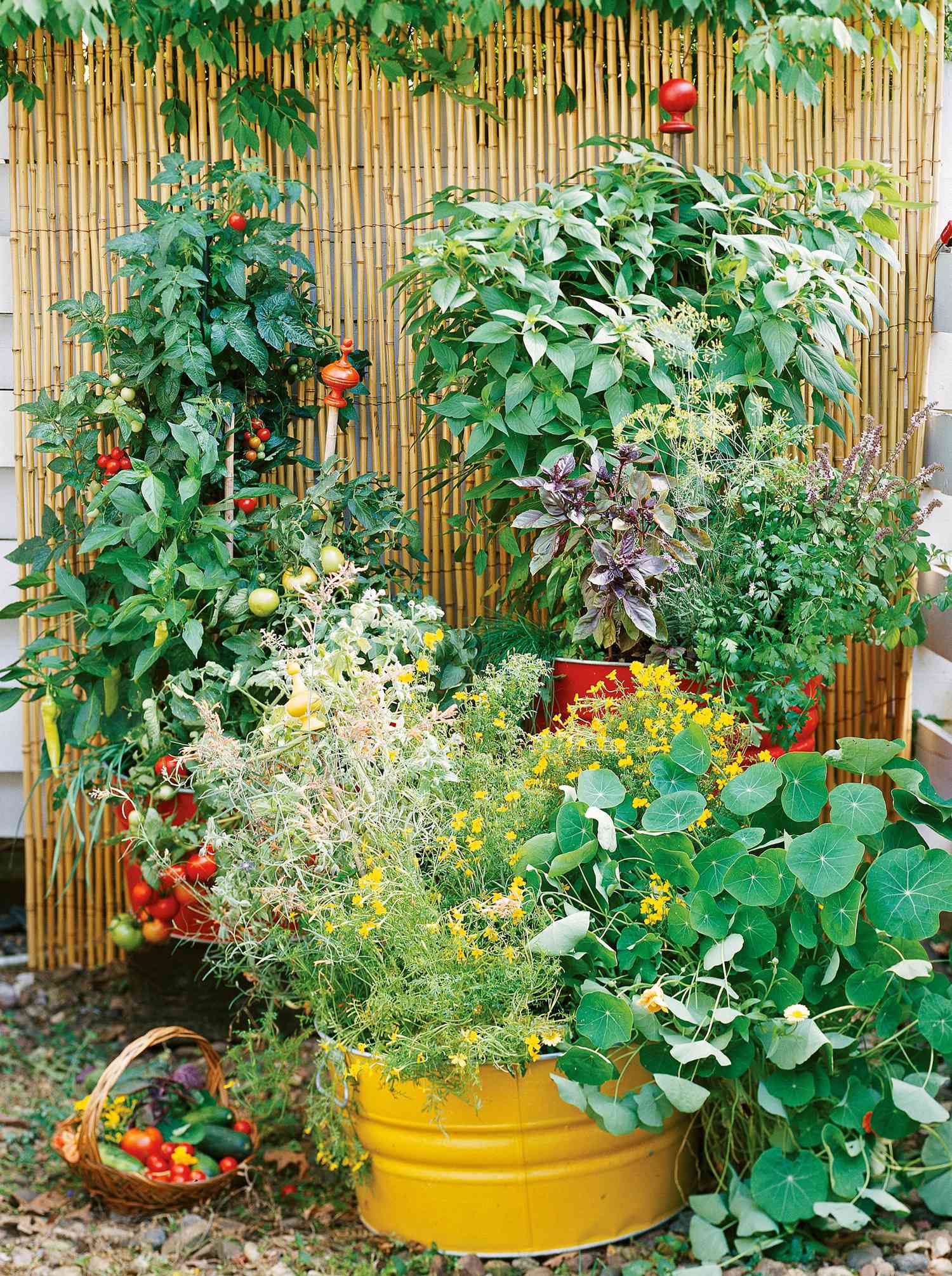 how to start a beginner vegetable garden from scratch | better homes