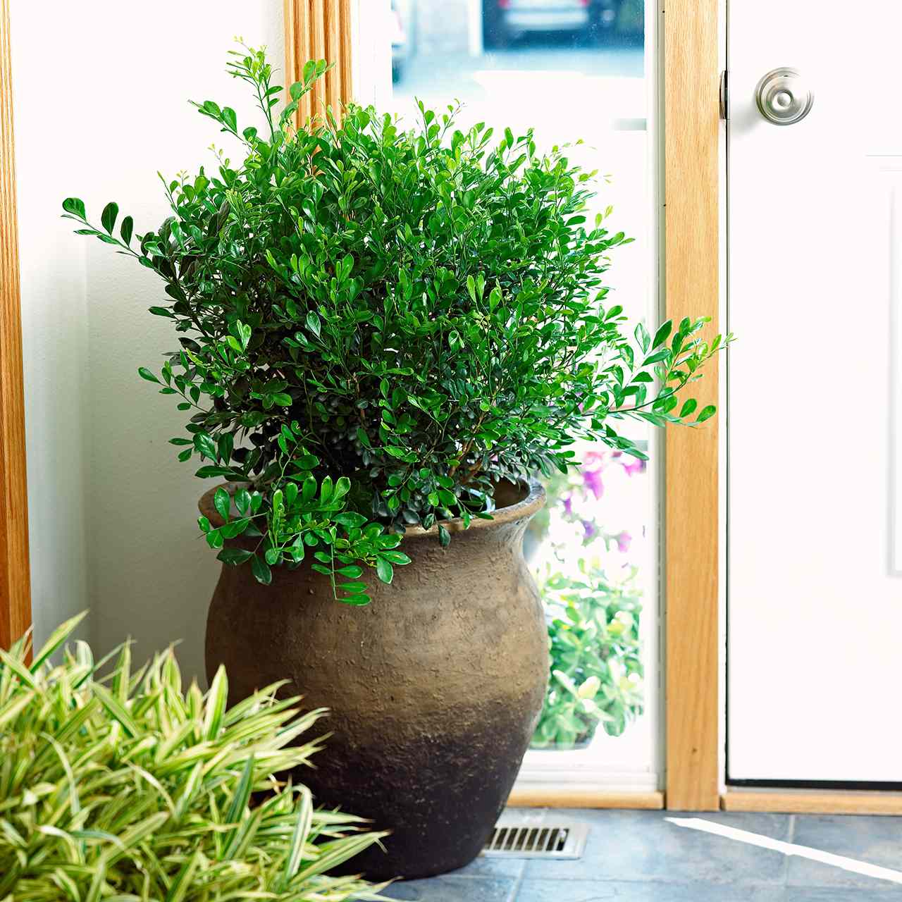 Indoor Plants That Smell Good - Aumondeduvin.com