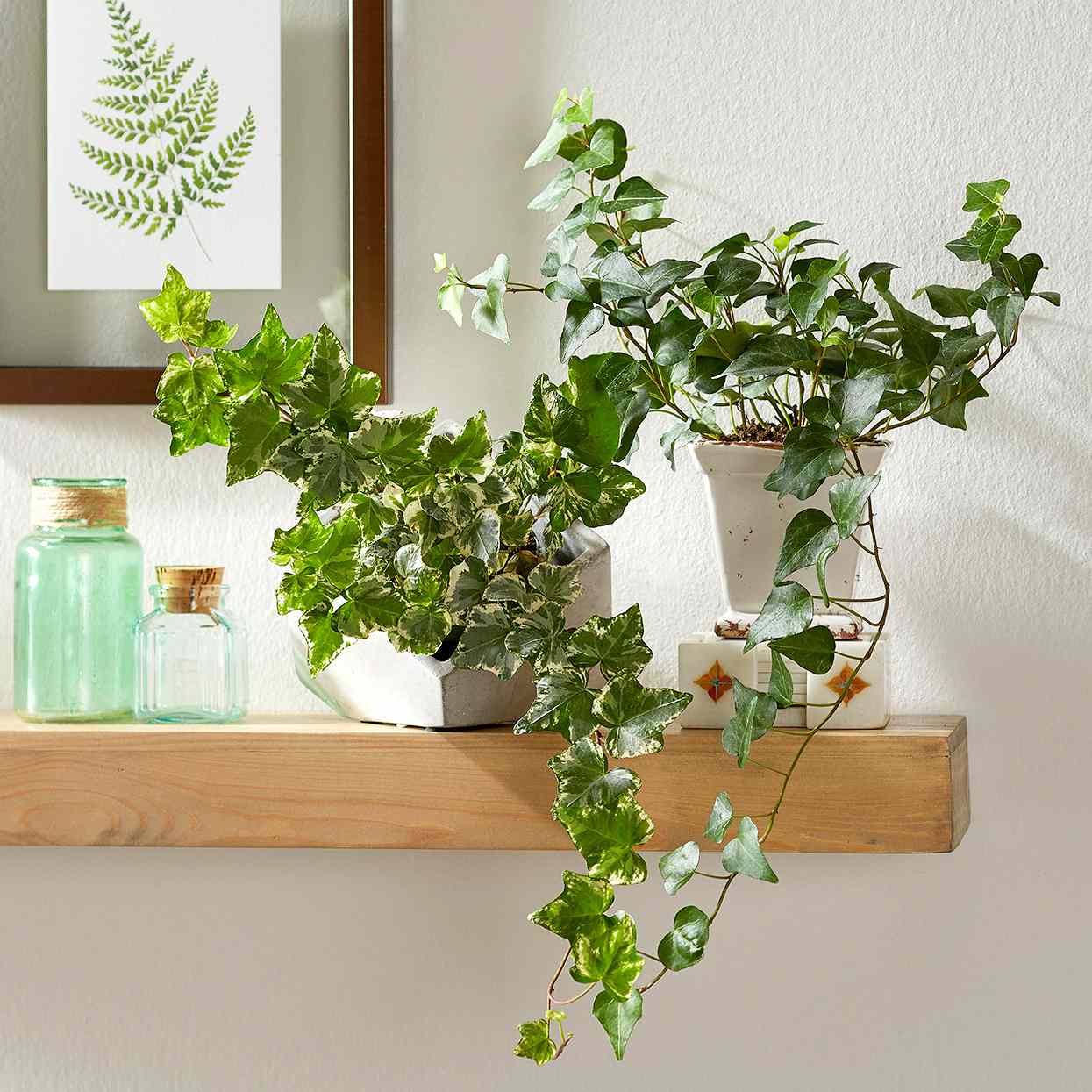English ivy indoor house plant