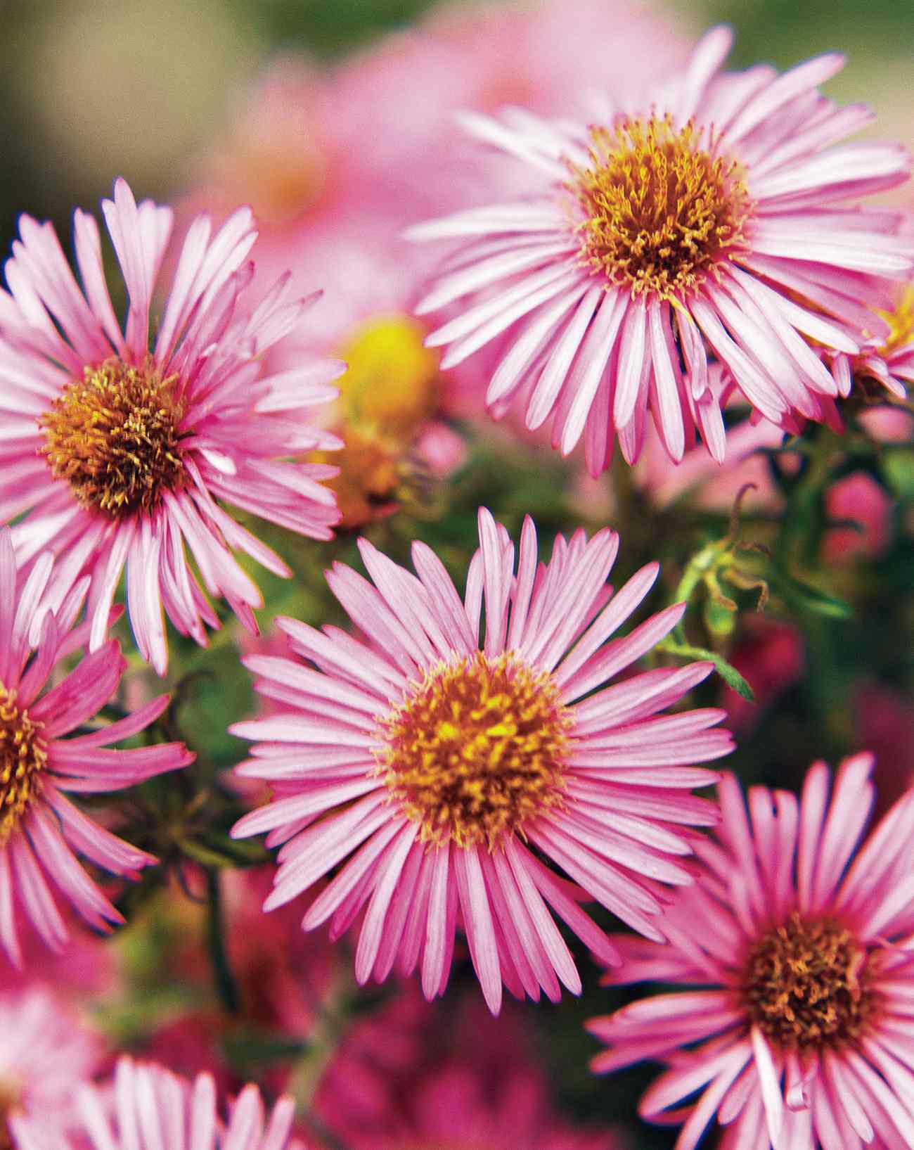 22 top fall-blooming flowers for your garden