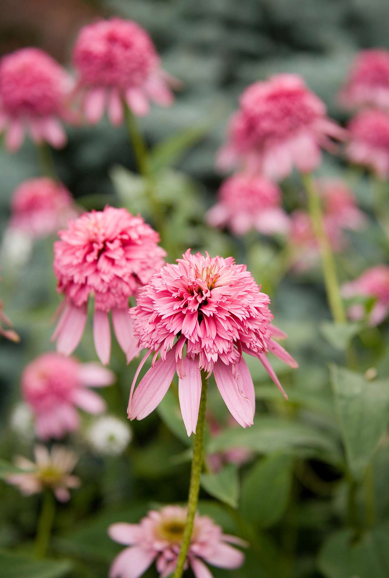 Flores de jardín de color rosa claro