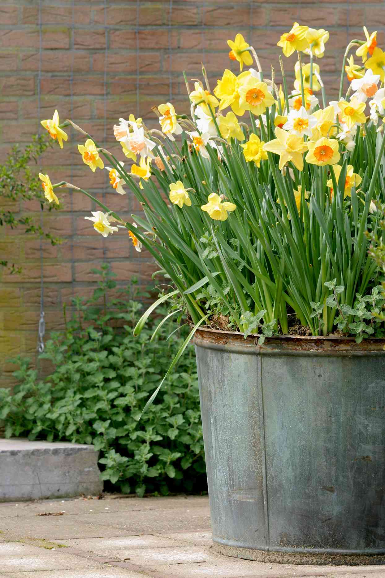 Gorgeous Spring Container Gardens   Better Homes & Gardens