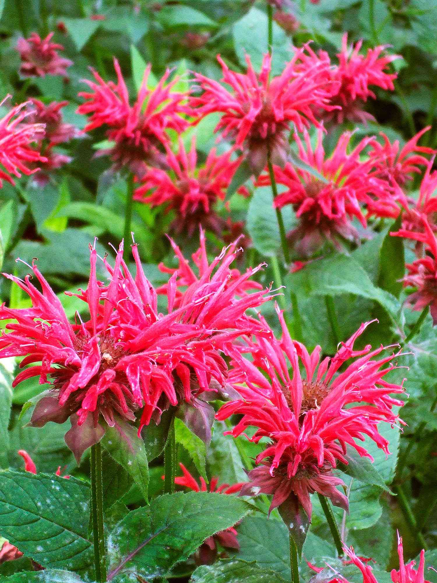 14 Perennials That Are Tough Enough To Survive Extremely Cold Winters Better Homes Gardens