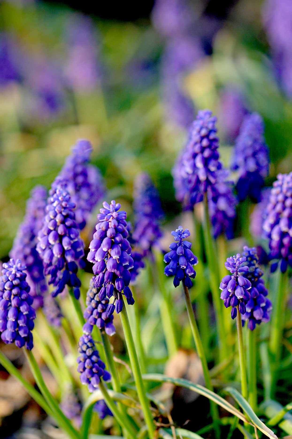 Grape Hyacinth | Better Homes & Gardens