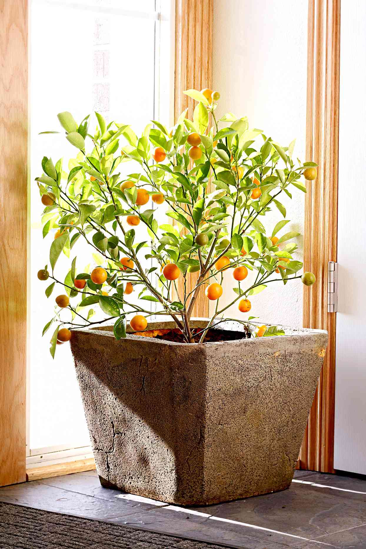 Plants that flower all year indoor