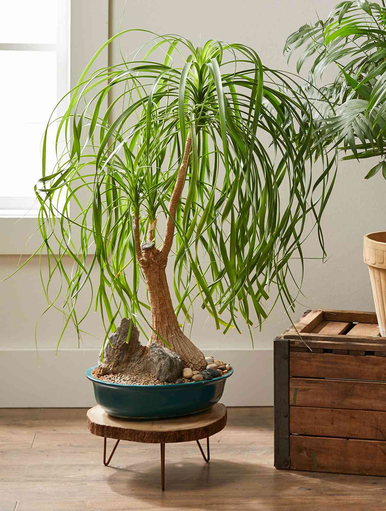 Drought tolerant indoor hanging plants