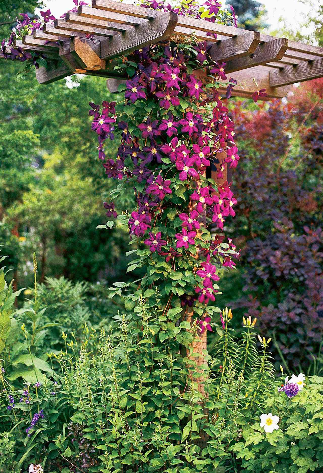 Best Perennial Vines for Your Garden   Better Homes & Gardens