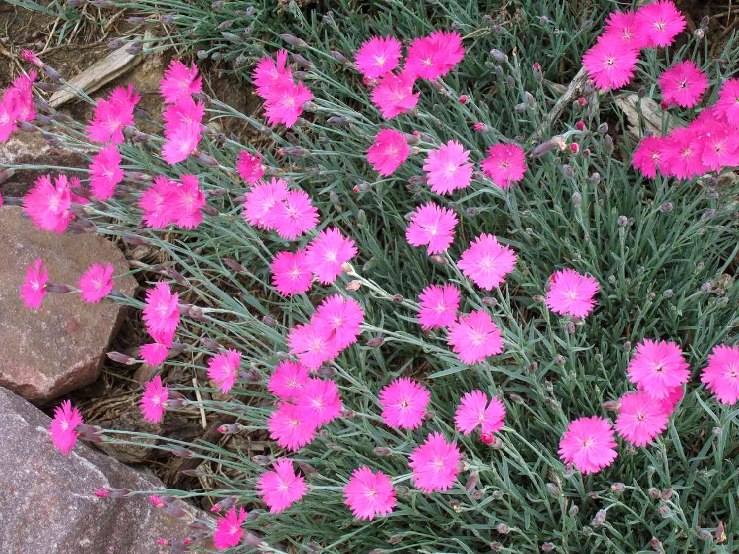 Dianthus Better Homes Gardens,Common Birds In Pa