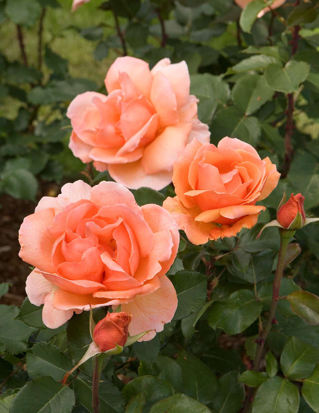 The Most Fragrant Roses For Your Garden Better Homes Gardens