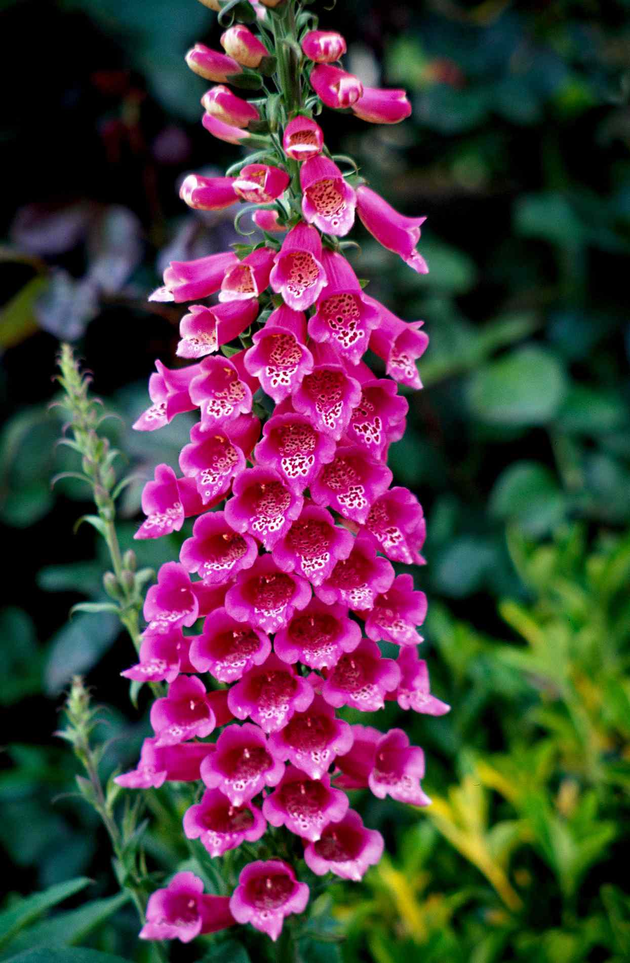 pink foxglove flowers garden 5289fbcf
