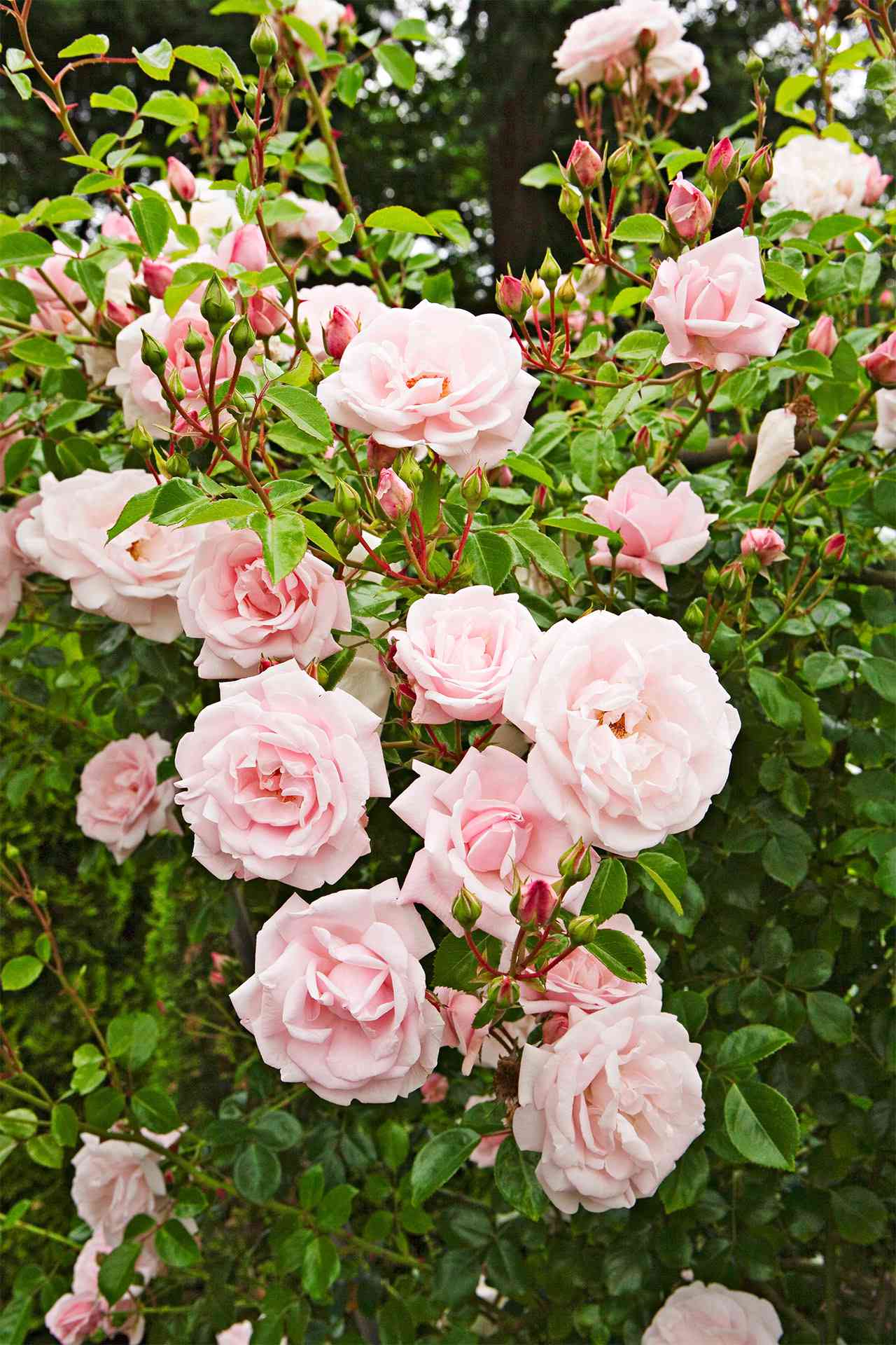 Climbing Rose Better Homes Gardens
