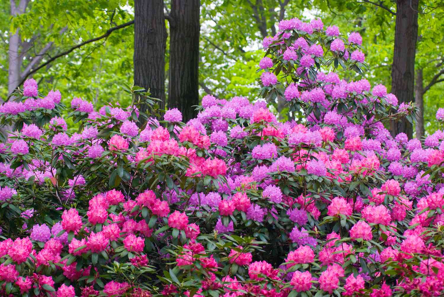 Aménagement paysager de rhododendrons